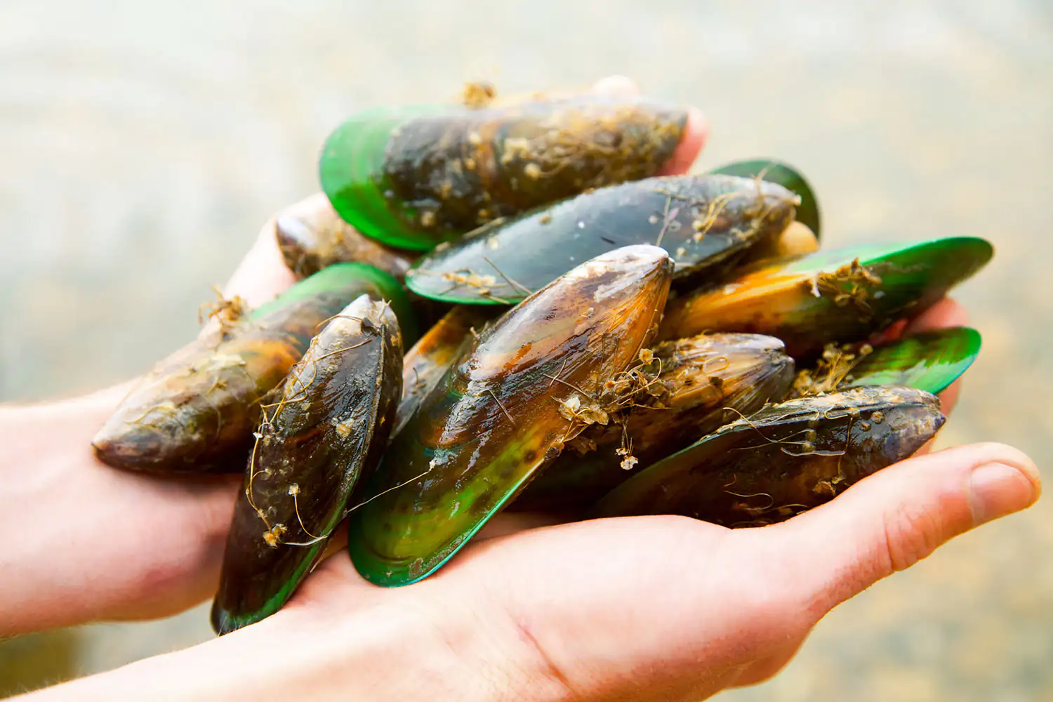 Mejillones de labios verdes Manos sosteniendo mejillones frescos con tonos variados, algunos con algas, al aire libre.