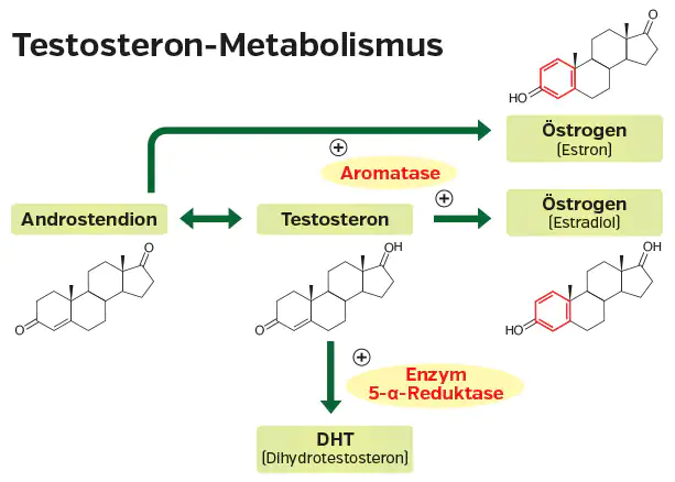 Diagrama del metabolismo de la testosterona que muestra androstendiona, testosterona, DHT y estrógenos con enzimas.
