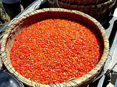 Gran cesta con bayas de Goji secas, de color rojo brillante, al aire libre.